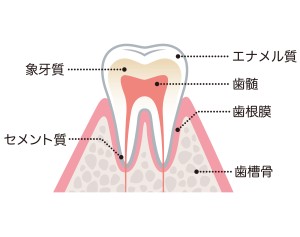 歯の構造のイラスト