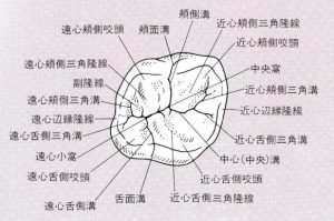 歯の名称の解説画像