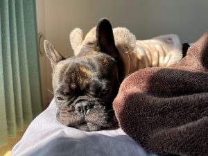 クリニックスタッフの愛犬の写真