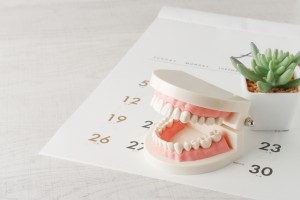 カレンダー,歯の模型