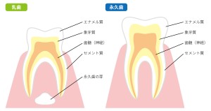 エナメル質　セメント質　　　　 象牙質　歯の断面図