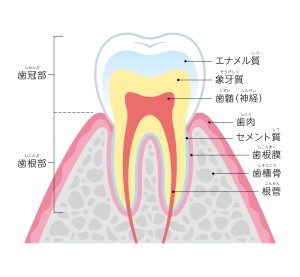 歯の構造