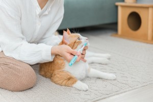 歯科　歯ブラシ