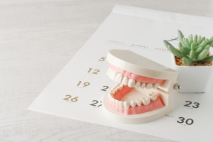 カレンダーの上に歯の模型が置いてある画像