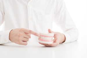 歯の模型を持って説明している人