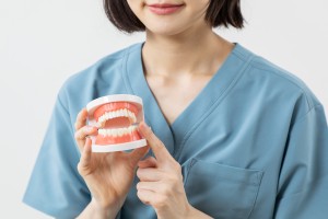 歯の模型を持つ女性の歯科衛生士イメージ